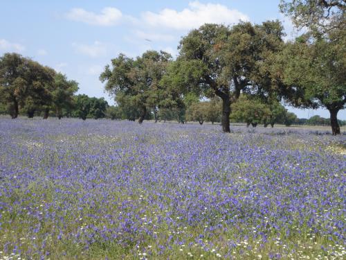 Primavera