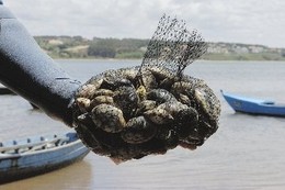 Apanha de amêijoa no Tejo