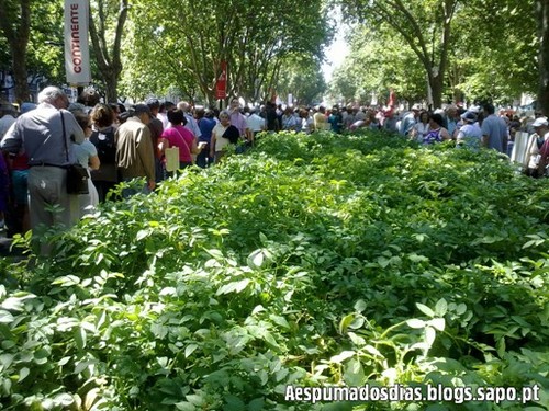 Campo na Avenida