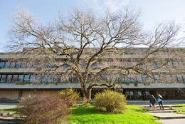 ulmeiro da gulbenkian.jpg ulmeiro da gulbenkian.jpg