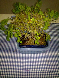 O meu bonsai
