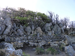 DSC09233.JPG