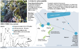 urso pardo em Portugal.jpg urso pardo em Portugal.jpg