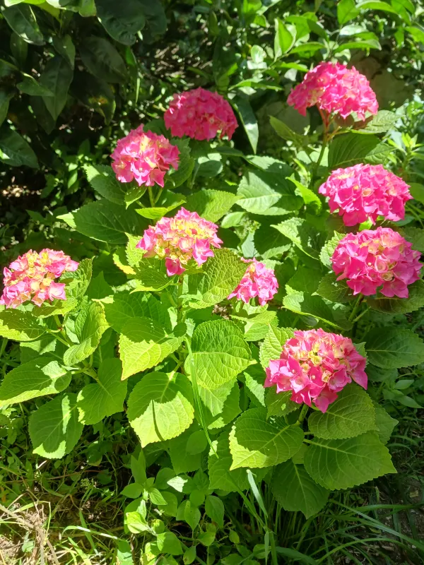 Hortênsias