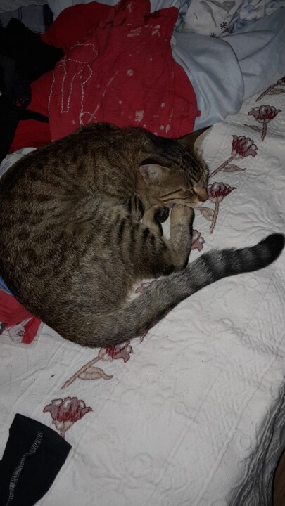 IMG-20240819-WA0005.jpeg