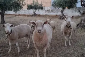 O outro lado da vida simples