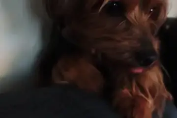 Were we go my doggies