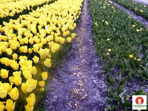 27b_Rota_das_Tulipas (30).JPG