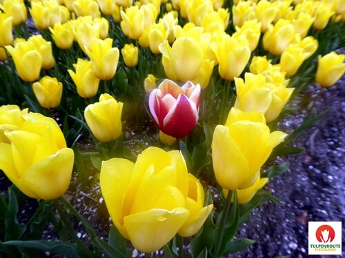 27b_Rota_das_Tulipas (54).JPG