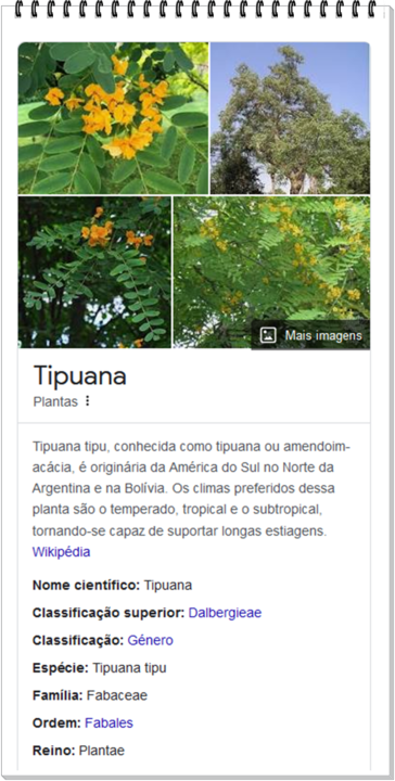 28a_Tipuana.PNG