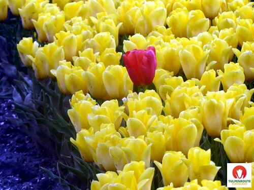 27b_Rota_das_Tulipas (38).JPG
