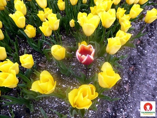 27b_Rota_das_Tulipas (53).JPG