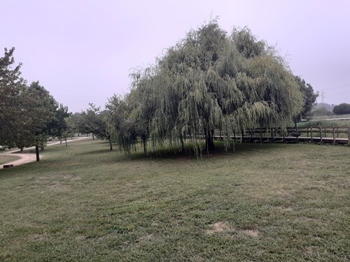 27a_Parque_Rio_Antuã_Estarreja (5).jpg