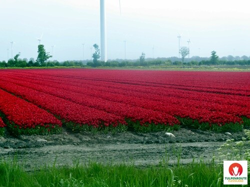 27b_Rota_das_Tulipas (1).JPG