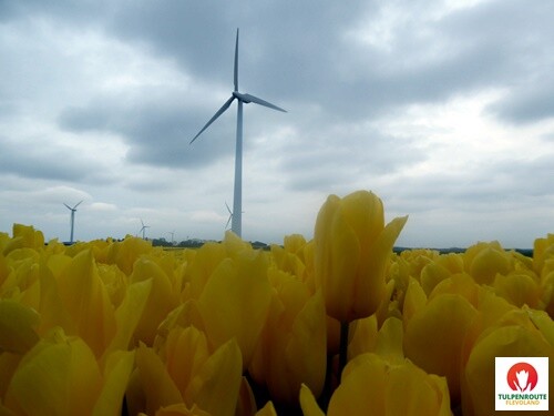 27b_Rota_das_Tulipas (34).JPG