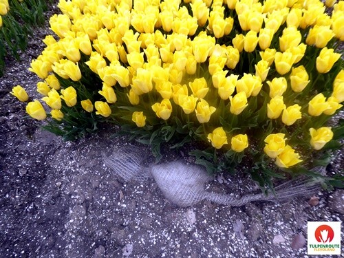 27b_Rota_das_Tulipas (32).JPG