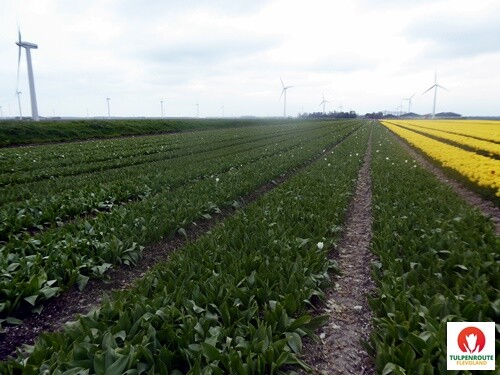 27b_Rota_das_Tulipas (21).JPG