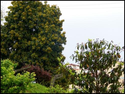21a_Das_janelas (8).JPG