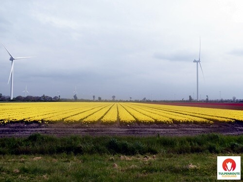 27b_Rota_das_Tulipas (9).JPG