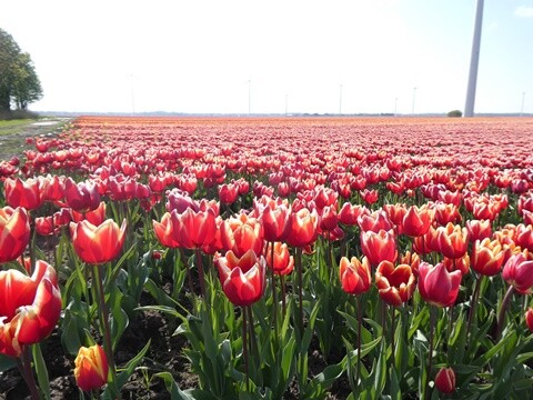 Abril_25 (93).JPG