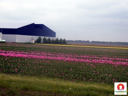 27b_Rota_das_Tulipas (16).JPG