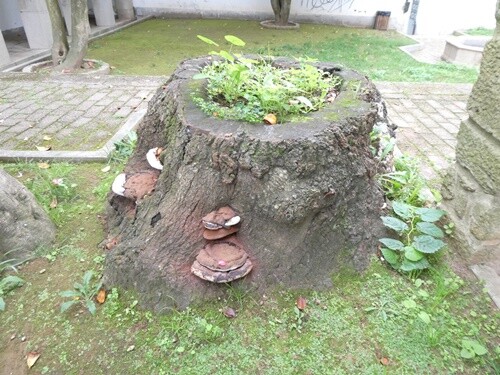 10a_Caminhada_na_Cidade (16).JPG