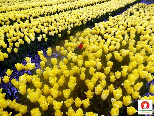 27b_Rota_das_Tulipas (29).JPG
