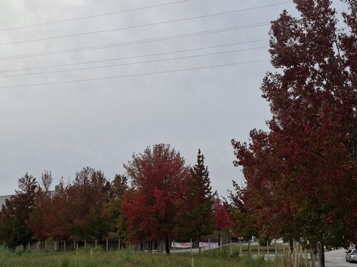 01d_Outonaidades (2).jpg