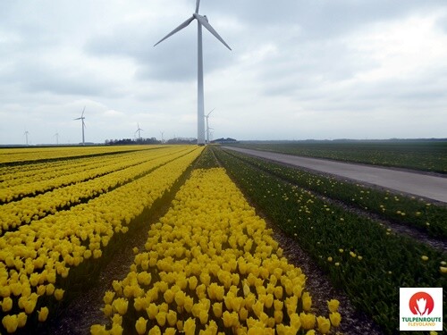 27b_Rota_das_Tulipas (31).JPG