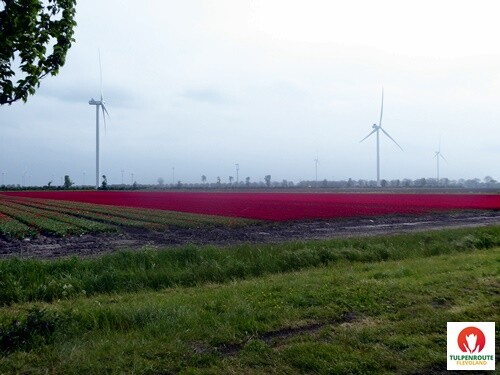 27b_Rota_das_Tulipas (6).JPG