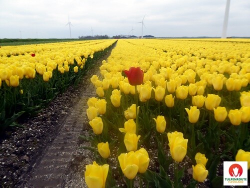 27b_Rota_das_Tulipas (65).JPG