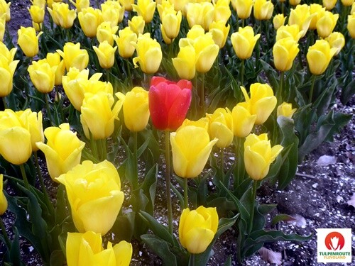 27b_Rota_das_Tulipas (39).JPG