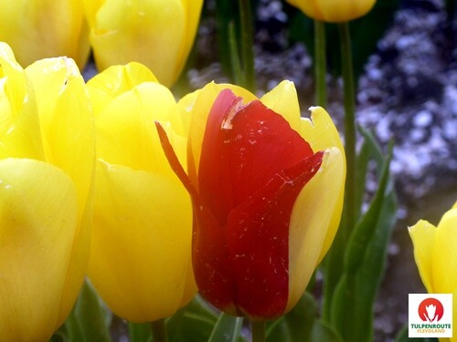 27b_Rota_das_Tulipas (43).JPG