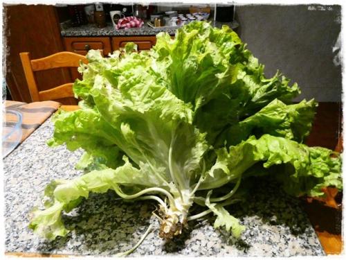 29b_Alface (4).JPG