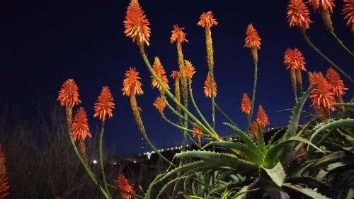 "Semeando estrelas e plantando luas"