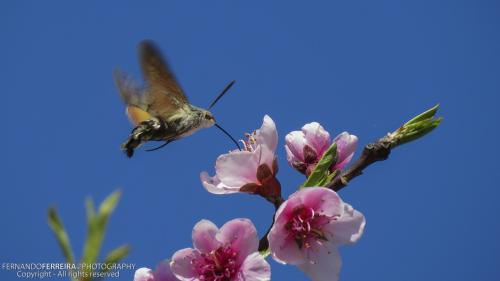 Borboleta Esfínge-Colibri (Macroglossum stellatar