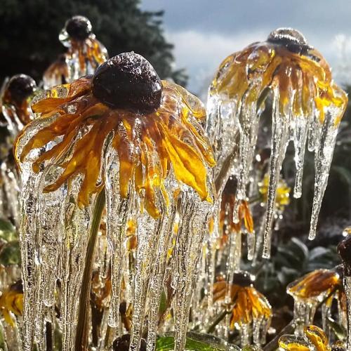 Fotógrafos de Natureza -  Stacy Brantley