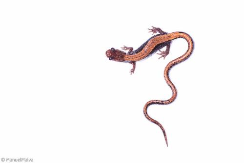 salamandra-lusitana.jpg
