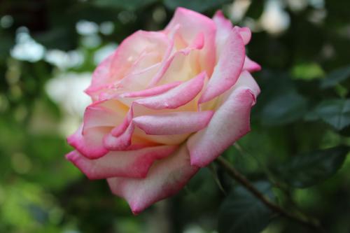 rosa.JPG