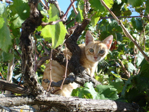 À luz dos olhos do gato