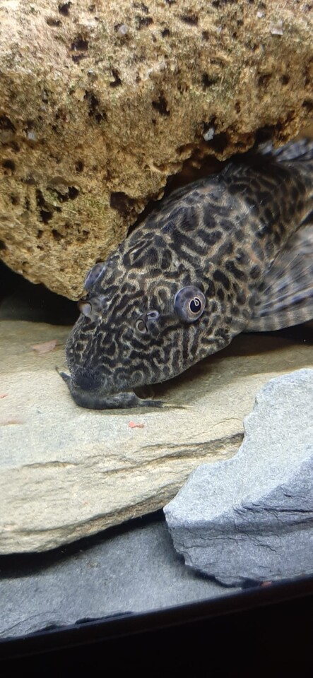 Pessoas que matam peixes através da mente