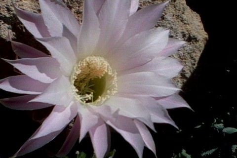 flor 2.JPG