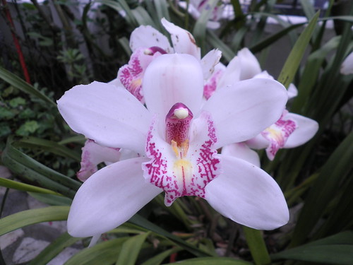 orquidea