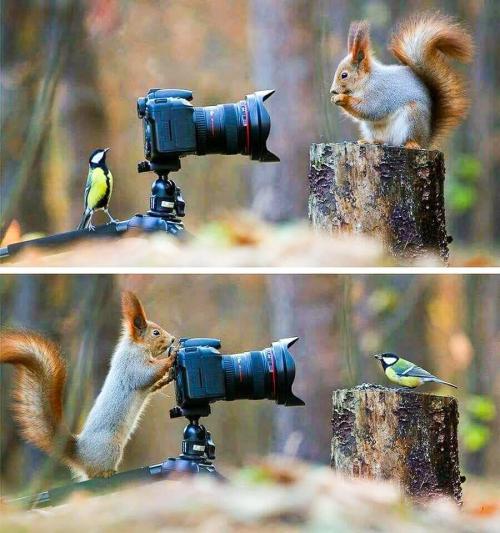Fotógrafos de Natureza - Jorge Nunes