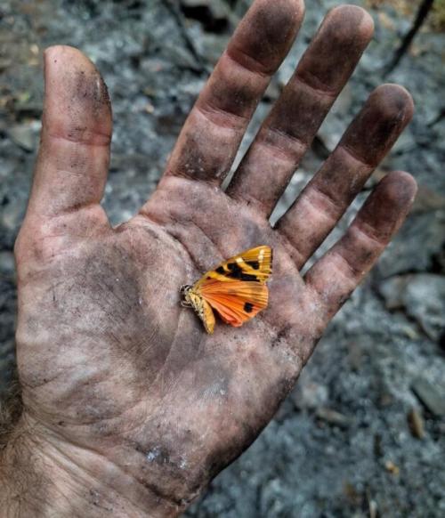 Voluntariado