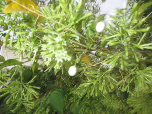 verdes.JPG