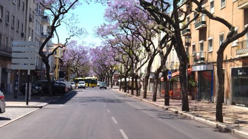 Os jacarandás de Setúbal