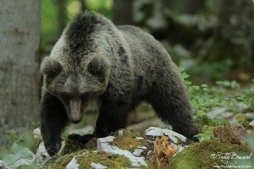 urso.jpg