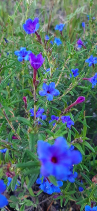 Pontos de azul