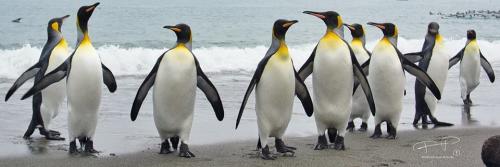 pinguins.jpg